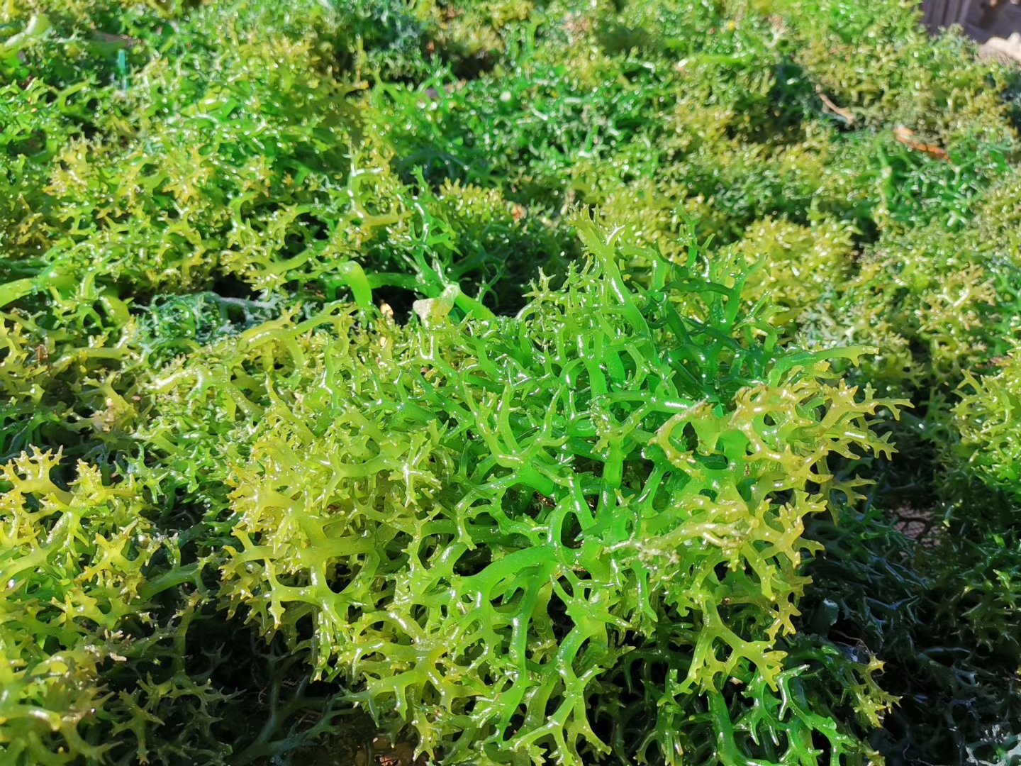 1750314648857458.jpg mmexport1646709767597.jpg